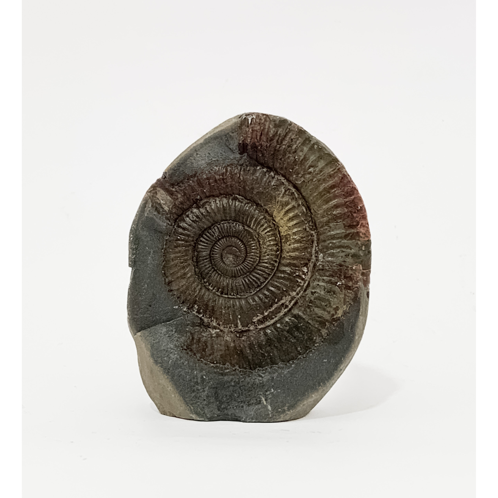 Dactyloceras Commune - Fossil