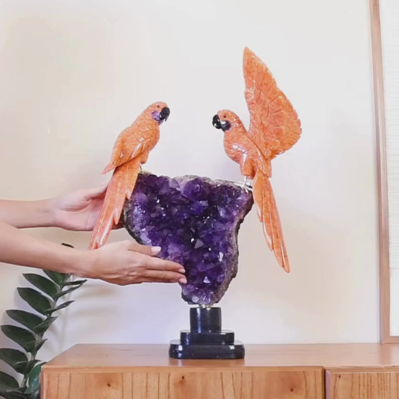 Casal de Araras Esculpido em Calcita Orquídea Laranja na Drusa de Ametista na Base giratória de mármore negro 11,650 kg
